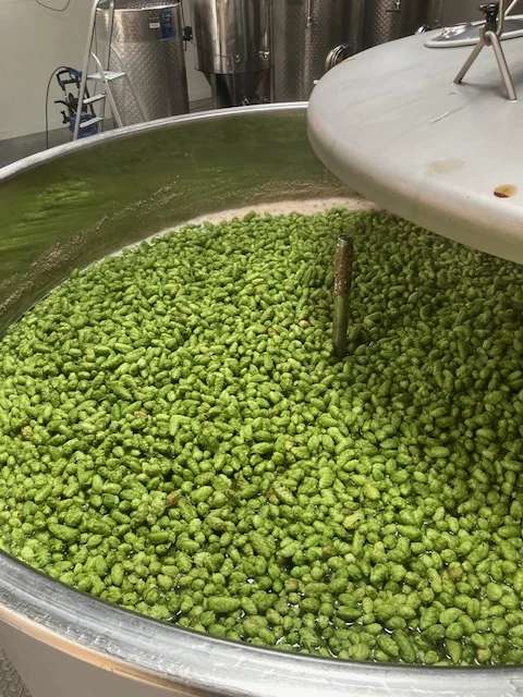 Brassage avec houblon frais en cônes dans la cuve Mazesté