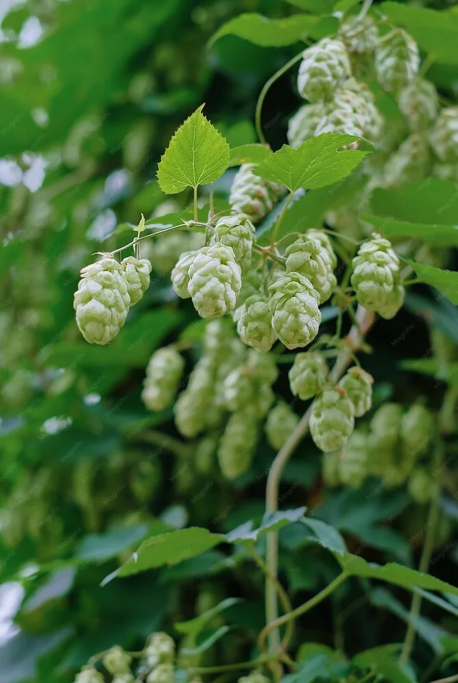Cônes de houblon frais — Brasserie Mazesté