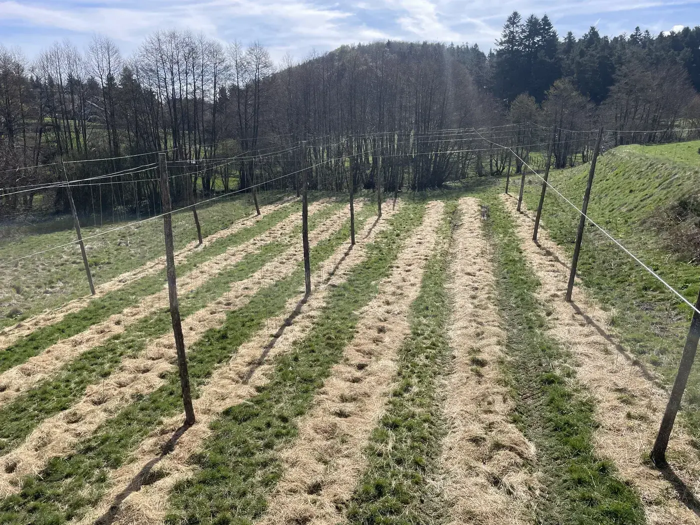 Rangées de la houblonnière Mazesté au printemps, Plateau du Haut-Lignon